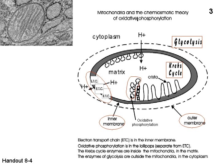 3 Oxidative phosphorylation Handout 8 -4 