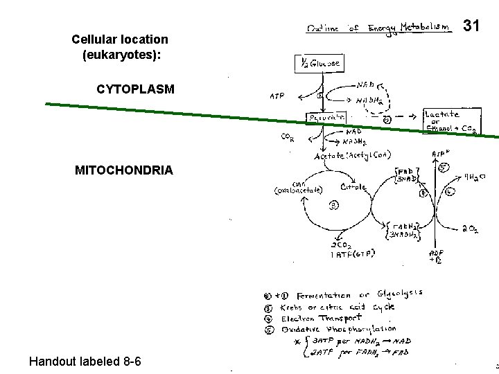 Cellular location (eukaryotes): CYTOPLASM MITOCHONDRIA Handout labeled 8 -6 31 
