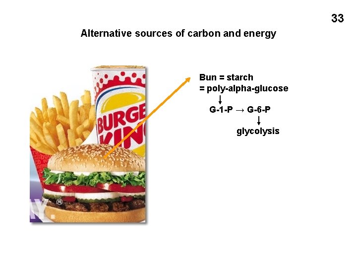 33 Alternative sources of carbon and energy Bun = starch = poly-alpha-glucose G-1 -P