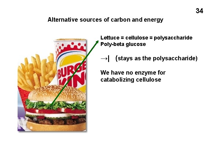 34 Alternative sources of carbon and energy Lettuce = cellulose = polysaccharide Poly-beta glucose