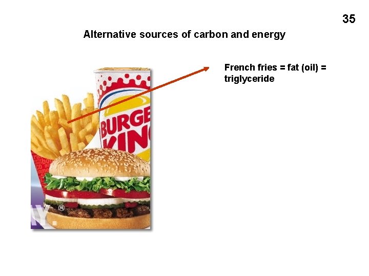 35 Alternative sources of carbon and energy French fries = fat (oil) = triglyceride