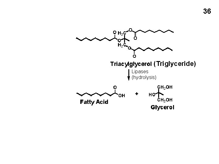 36 (Triglyceride) Lipases (hydrolysis) 