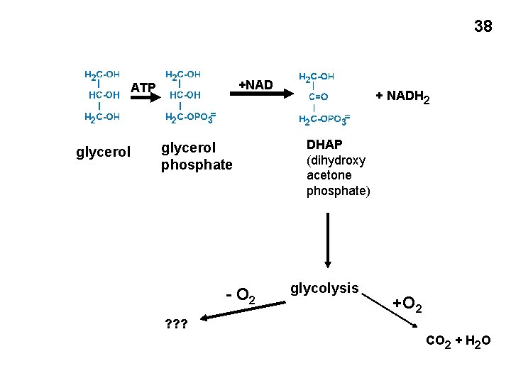 38 +NAD ATP glycerol phosphate - O 2 + NADH 2 DHAP (dihydroxy acetone