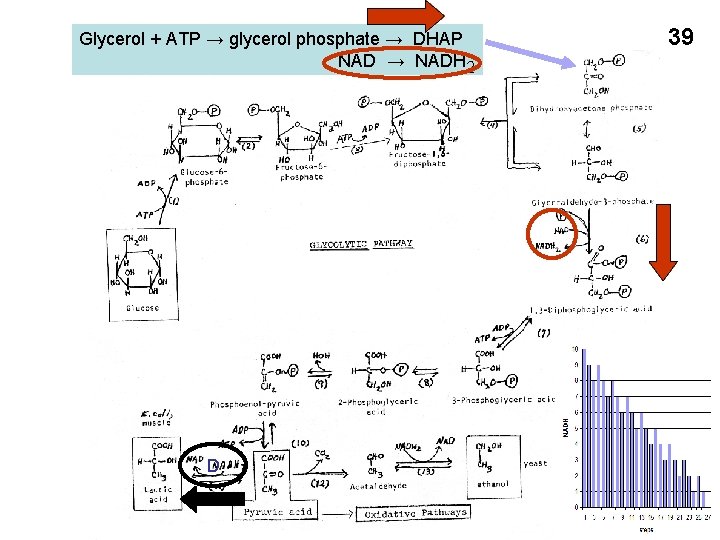 Glycerol + ATP → glycerol phosphate → DHAP NAD → NADH 2 D 39