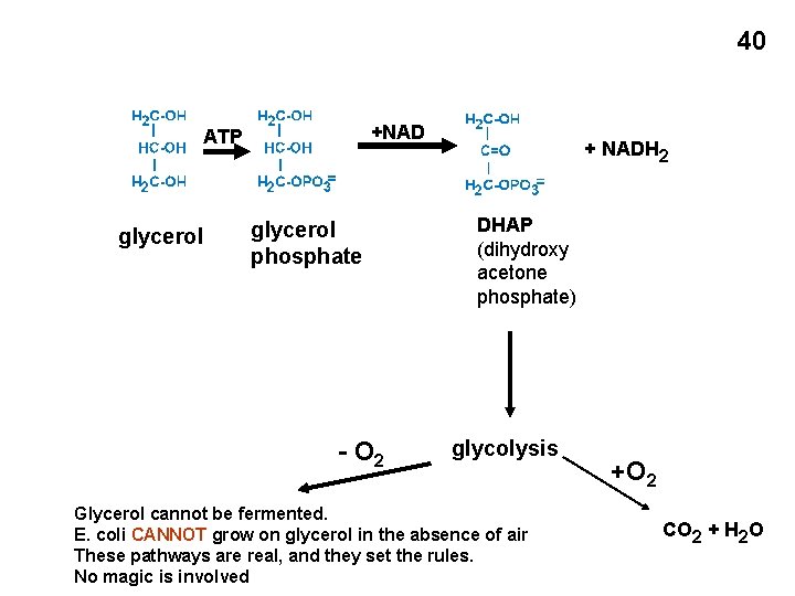40 +NAD ATP glycerol phosphate - O 2 + NADH 2 DHAP (dihydroxy acetone