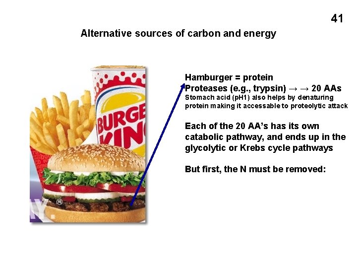 41 Alternative sources of carbon and energy Hamburger = protein Proteases (e. g. ,