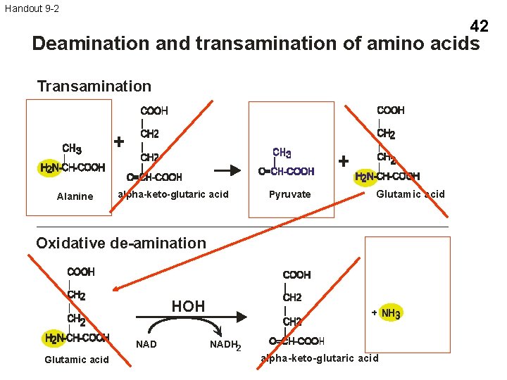 Handout 9 -2 42 Deamination and transamination of amino acids Transamination Alanine alpha-keto-glutaric acid