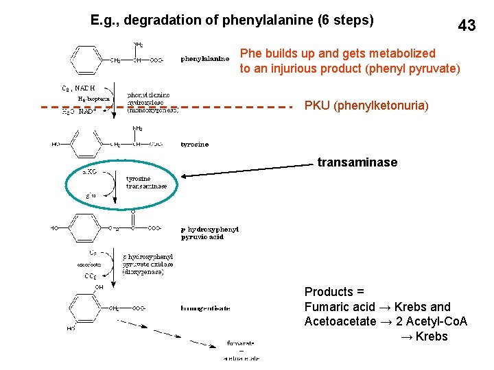 E. g. , degradation of phenylalanine (6 steps) 43 Phe builds up and gets