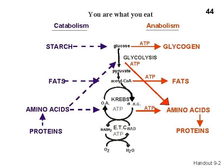 44 You are what you eat Catabolism Anabolism STARCH ATP glucose GLYCOGEN GLYCOLYSIS ATP