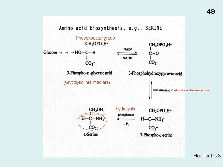Handout 9 -3 49 Phosphoester group (Glycolytic intermediate) Glutamate is the amino donor hydrolysis