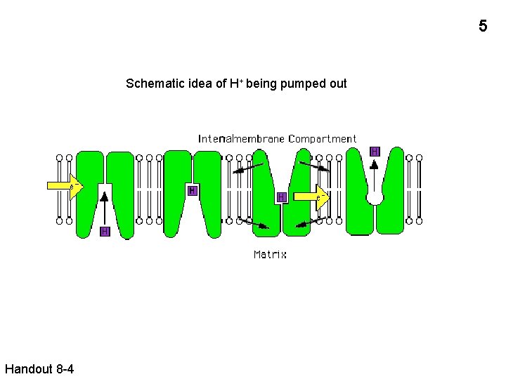 5 Schematic idea of H+ being pumped out nal Handout 8 -4 