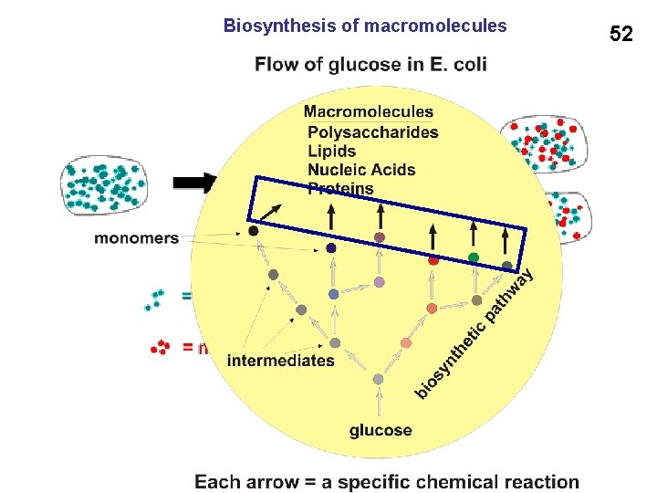 Biosynthesis of macromolecules 52 