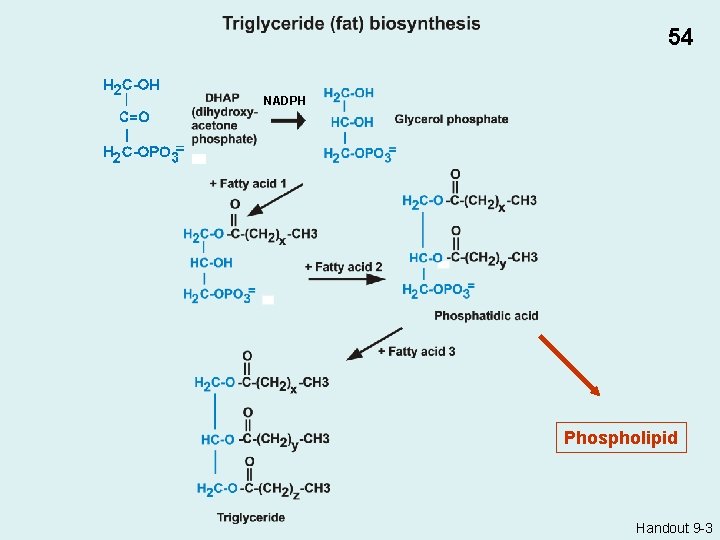 54 NADPH Phospholipid Handout 9 -3 