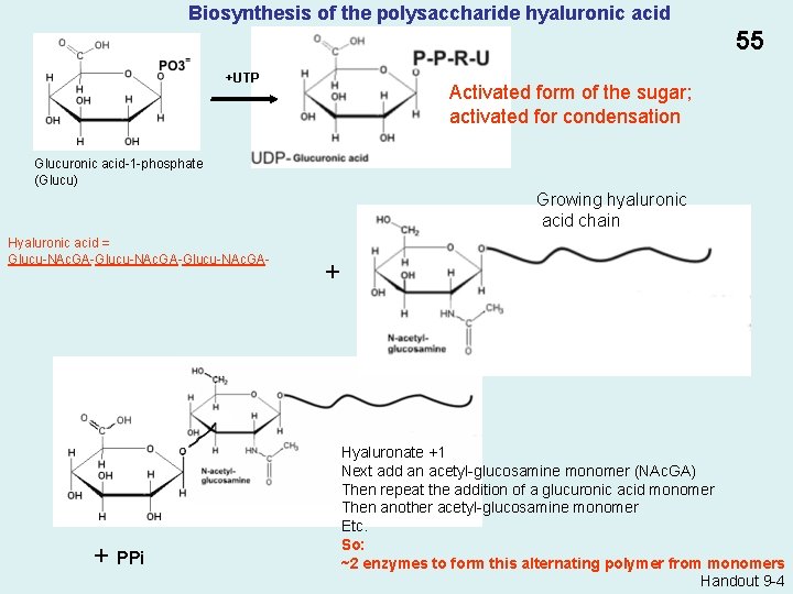 Biosynthesis of the polysaccharide hyaluronic acid 55 +UTP Activated form of the sugar; activated