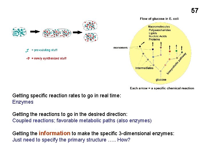 57 Getting specific reaction rates to go in real time: Enzymes Getting the reactions
