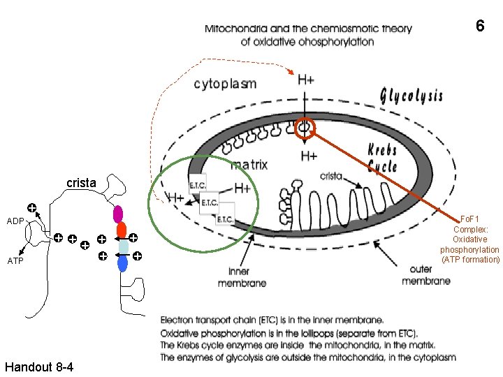 6 crista + ADP ATP + + + Handout 8 -4 + + Fo.