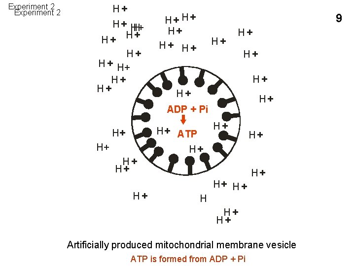 Experiment 2 H+ H + H+ H+ H+ 9 H+ H+ H+ ADP +