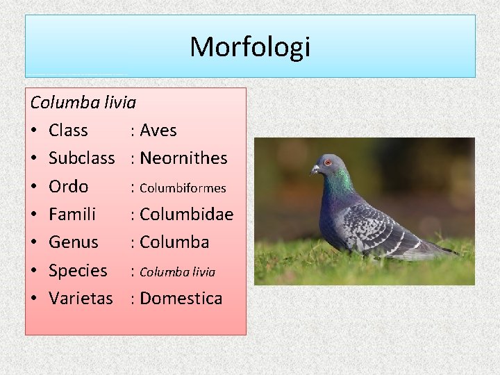 Morfologi Columba livia • Class : Aves • Subclass : Neornithes • Ordo :