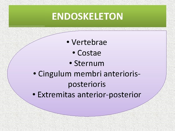 ENDOSKELETON • Vertebrae • Costae • Sternum • Cingulum membri anteriorisposterioris • Extremitas anterior-posterior