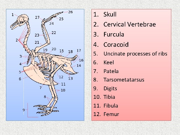 1. 2. 3. 4. Skull Cervical Vertebrae Furcula Coracoid 5. 6. 7. 8. 9.
