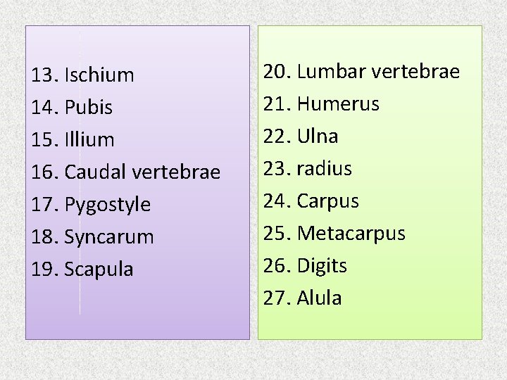 13. Ischium 14. Pubis 15. Illium 16. Caudal vertebrae 17. Pygostyle 18. Syncarum 19.
