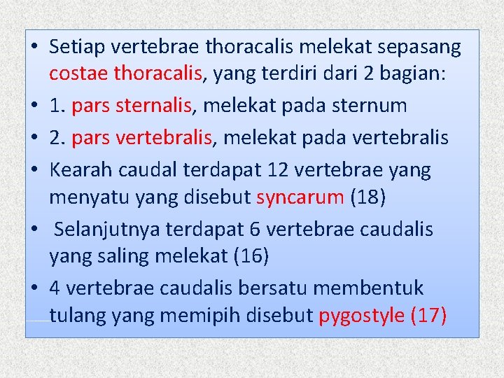  • Setiap vertebrae thoracalis melekat sepasang costae thoracalis, yang terdiri dari 2 bagian: