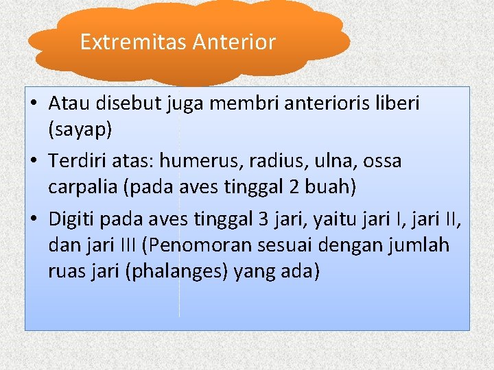 Extremitas Anterior • Atau disebut juga membri anterioris liberi (sayap) • Terdiri atas: humerus,