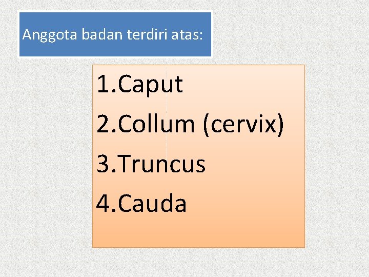 Anggota badan terdiri atas: 1. Caput 2. Collum (cervix) 3. Truncus 4. Cauda 