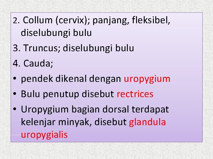 2. Collum (cervix); panjang, fleksibel, diselubungi bulu 3. Truncus; diselubungi bulu 4. Cauda; •