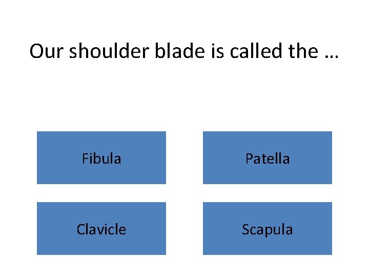 Our shoulder blade is called the … Fibula Patella Clavicle Scapula 