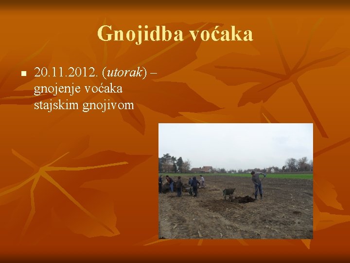 Gnojidba voćaka n 20. 11. 2012. (utorak) – gnojenje voćaka stajskim gnojivom 