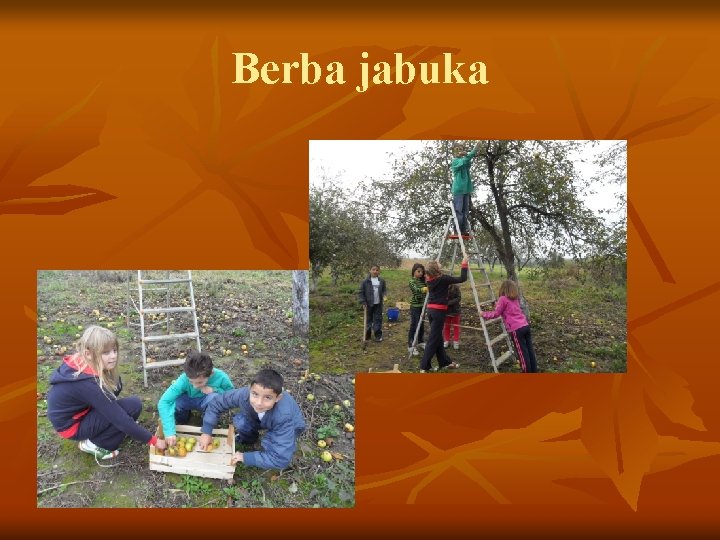 Berba jabuka 