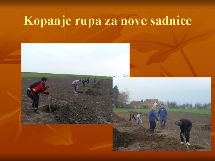 Kopanje rupa za nove sadnice 