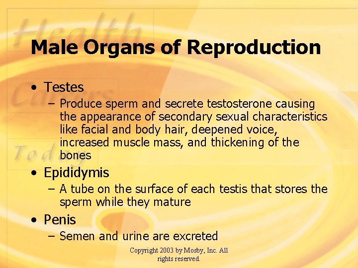 Male Organs of Reproduction • Testes – Produce sperm and secrete testosterone causing the