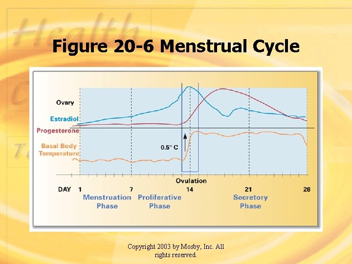 Figure 20 -6 Menstrual Cycle Copyright 2003 by Mosby, Inc. All rights reserved. 