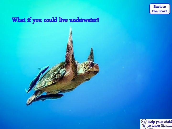 What if you could live underwater? 