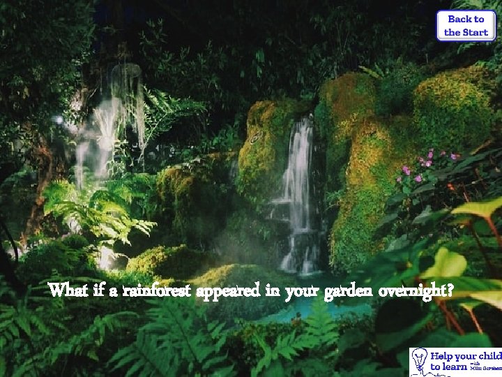 What if a rainforest appeared in your garden overnight? 