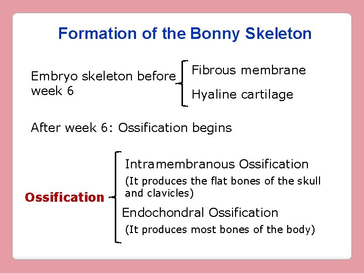 Formation of the Bonny Skeleton Embryo skeleton before week 6 Fibrous membrane Hyaline cartilage