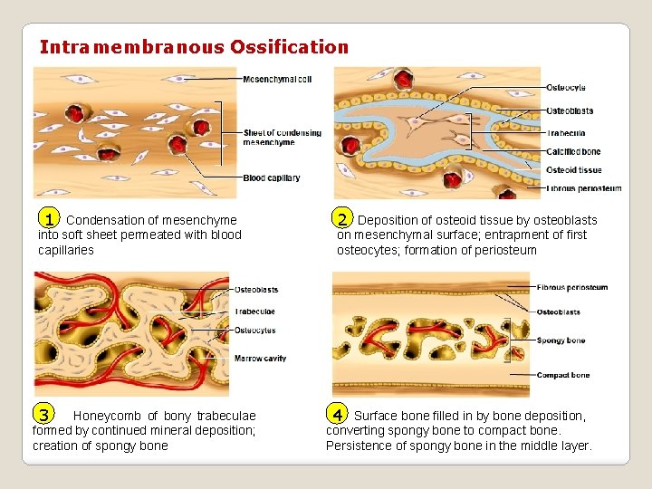 Intramembranous Ossification 1 Condensation of mesenchyme into soft sheet permeated with blood capillaries 3