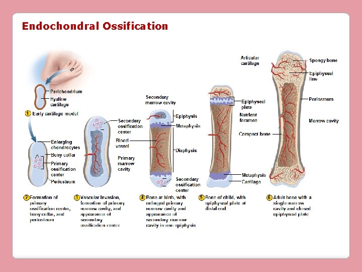 Endochondral Ossification 