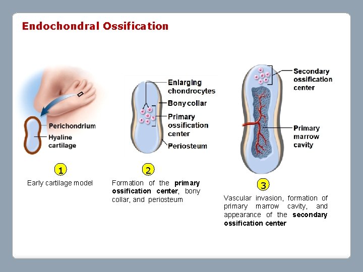 Endochondral Ossification 1 Early cartilage model 2 Formation of the primary ossification center, bony