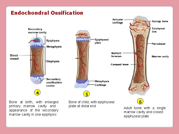 Endochondral Ossification 4 Bone at birth, with enlarged primary marrow cavity and appearance of