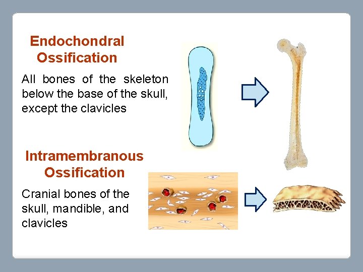Endochondral Ossification All bones of the skeleton below the base of the skull, except