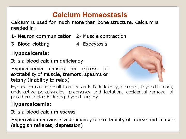 Calcium Homeostasis Calcium is used for much more than bone structure. Calcium is needed