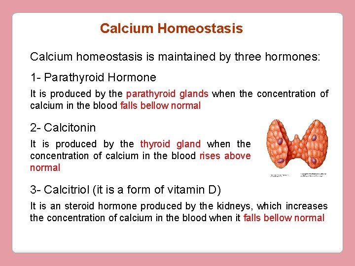 Calcium Homeostasis Calcium homeostasis is maintained by three hormones: 1 - Parathyroid Hormone It