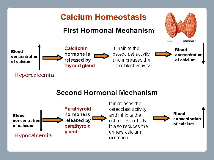 Calcium Homeostasis First Hormonal Mechanism Blood concentration of calcium Calcitonin hormone is released by