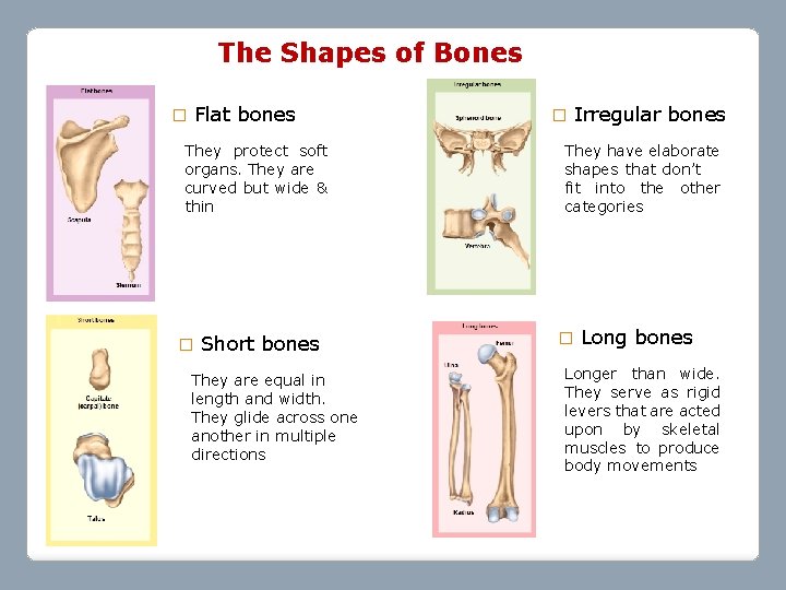 The Shapes of Bones � Flat bones They protect soft organs. They are curved