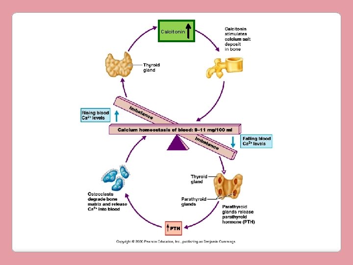 Calcitonin 