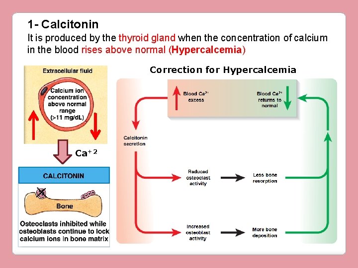 1 - Calcitonin It is produced by the thyroid gland when the concentration of