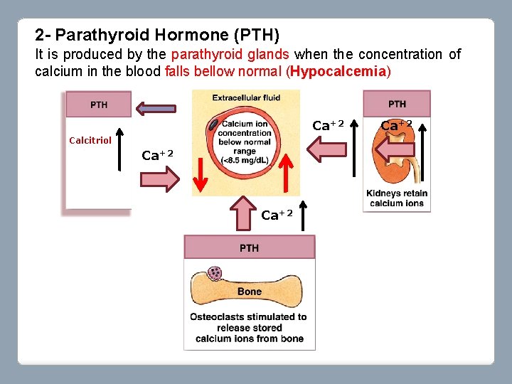 2 - Parathyroid Hormone (PTH) It is produced by the parathyroid glands when the